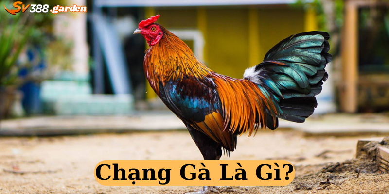 Chạng gà là gì? Những điều mọi sư kê cần lưu ý