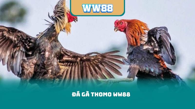 Đá Gà Thomo WW88 – Hướng Dẫn Đăng Ký Và Nhận Ưu Đãi